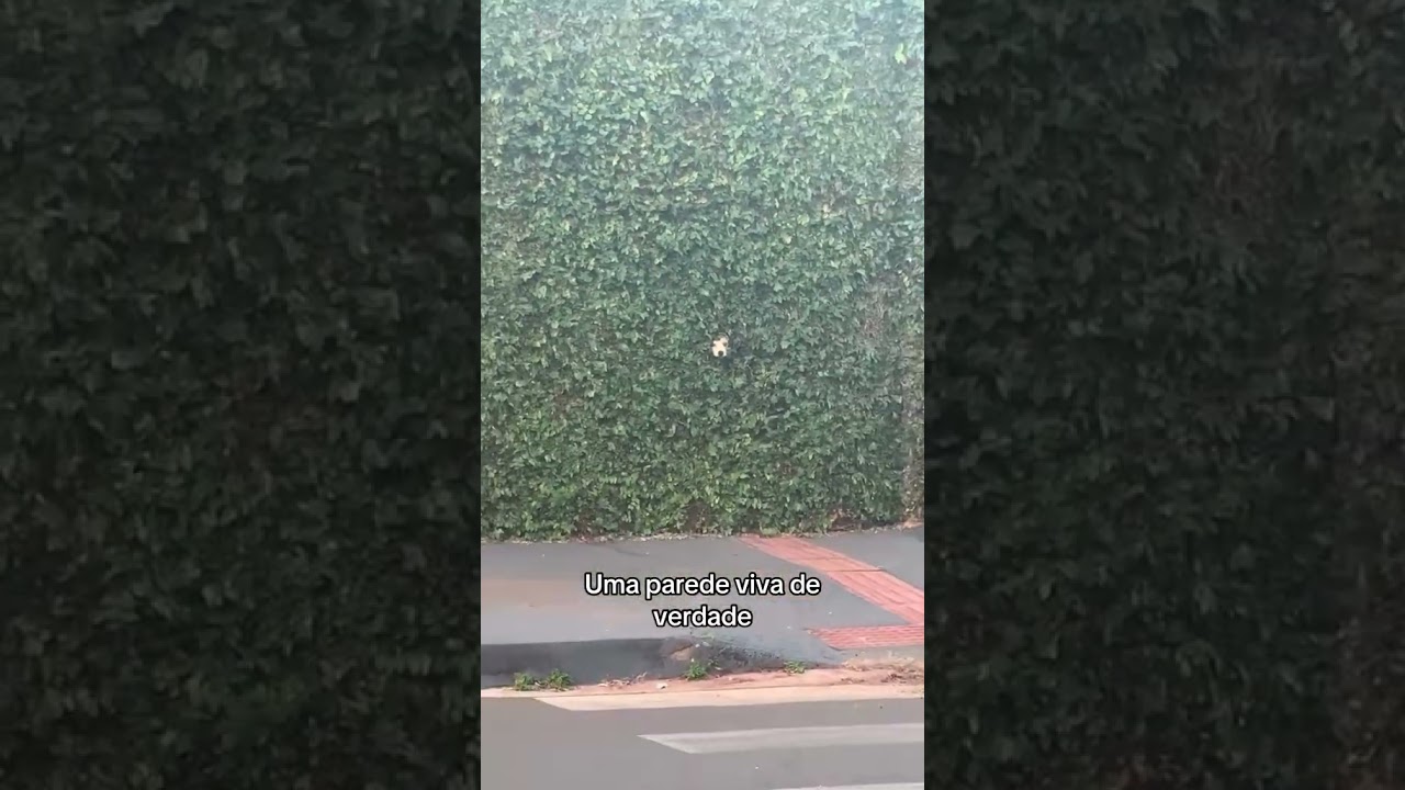 Que fofinho 🐶 #shorts