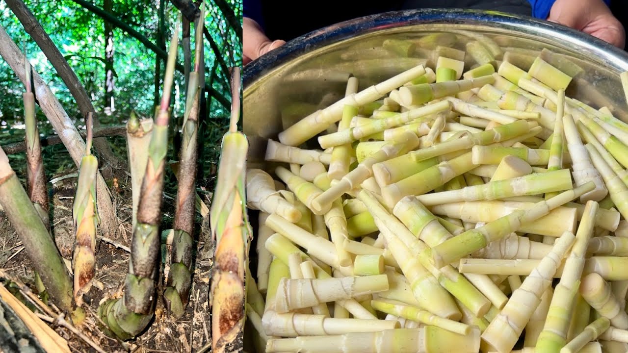 หาแหนงหน่อไม้ไร่น้ำหมอก ป่านี้เยอะมาก