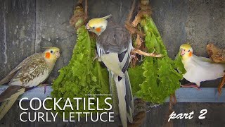 Cockatiels and Curly Lettuce Part 2