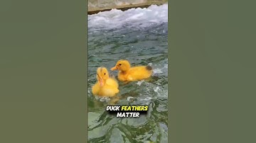 “How Ducks Secretly Inspired Engineering 🦆 | Nature’s Genius Design”