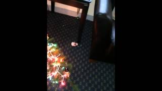 Jayce destroys Xmas tree