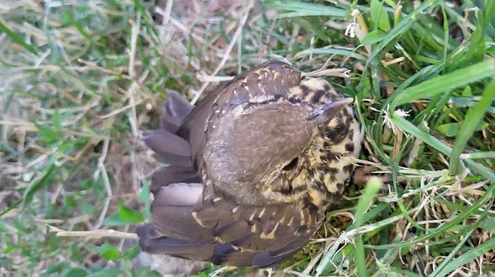 Am salvat un sturz cântător, rănit de o pisică!🥲🐈🐦#nature