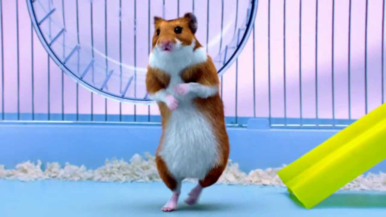 free hamsters