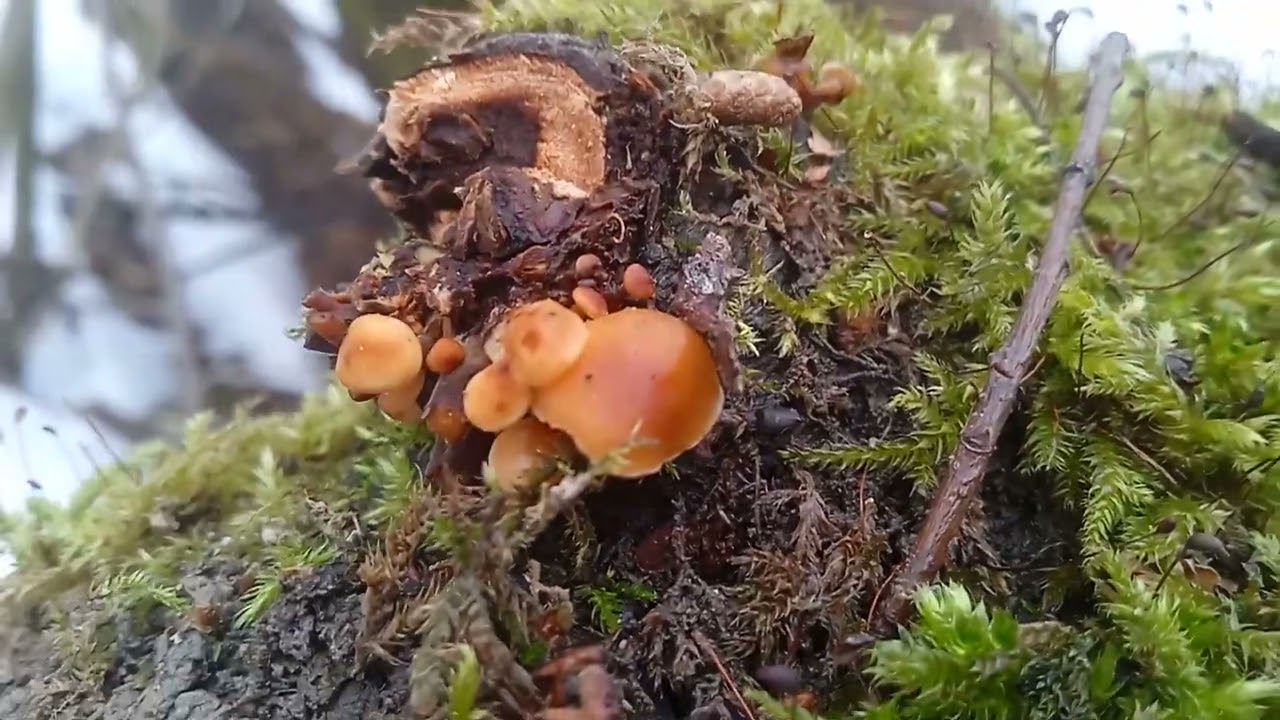 ФЛАМУЛІНА? В ЛЮТОМУ?