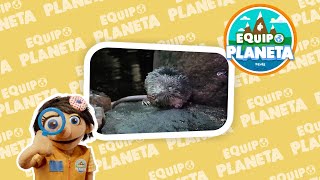 Cómo es el DESMÁN IBÉRICO | El REINO ANIMAL para NIÑOS | Vídeo Educativo