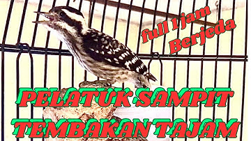 Masteran pelatuk sampit gacor nembak panjang full 1 jam dengan jeda//Masteran burung pelatuk