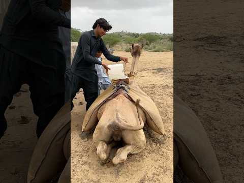 في ظل الحر الشديد يقوم صبي بسكب الماء على جمل بوضع علبة فوقه لتبريده وإبقائه بارد ا