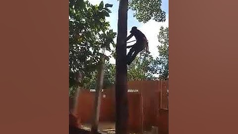 Dụng cụ cưa cây chuyên nghiệp . 0335636421