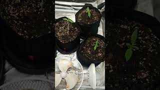 Grow Update 3: RF3 5 Pack & My Other 3 Starting Flowering with TSG (2Fast4Buds)  #cannabiseducation 