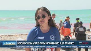 WARNING GRAPHIC: Officials haul whale carcass off Venice Beach and out to sea