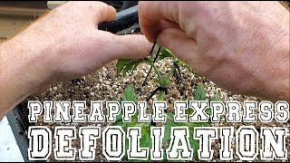 A Calming Training Session - Pineapple Express Defoliation