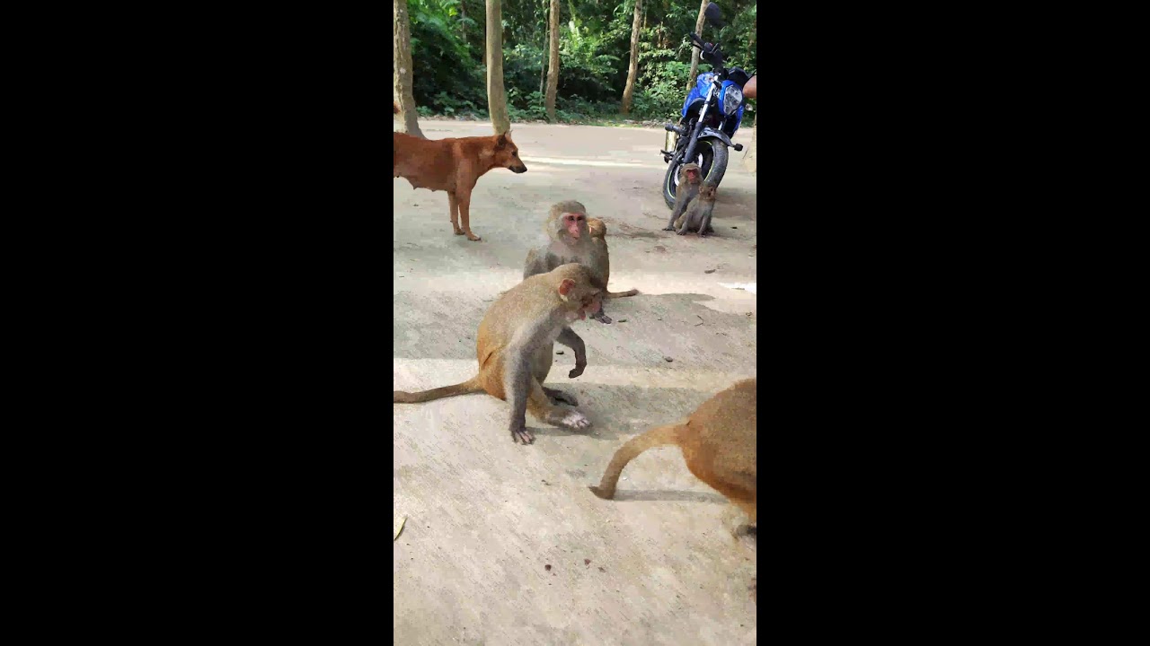 Wildlife Mealtime Drama! Two Monkeys Compete for a Tasty Bite 🐒🍽️