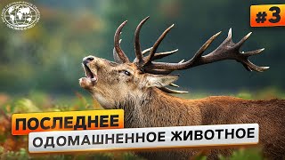 Животный мир Кавказа. Благородный олень | @Русское географическое общество