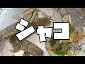 シャコの刺身と天ぷらの作り方