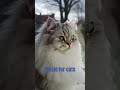 Music for cats #calmmusicforcats #cat #catrelaxation #catentertainment