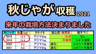 【秋ジャガイモの収穫 2021】来年の栽培方法がわかりました