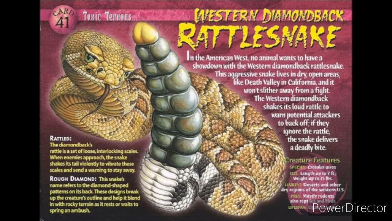 Western Diamondback Rattlesnake Sound Effects YouTube rattlesnake-sound-effect-youtube