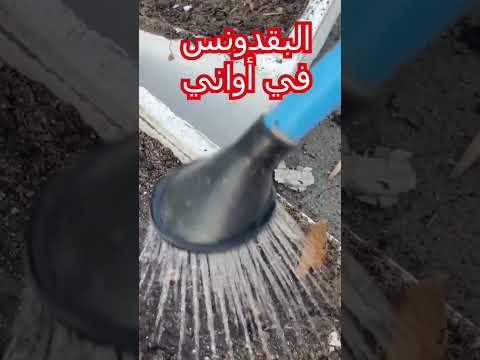 تجربة ناجحة لزراعة البقدونس بسطح البيت في أواني عدد كبير ن حشات البقدونس طوال العام