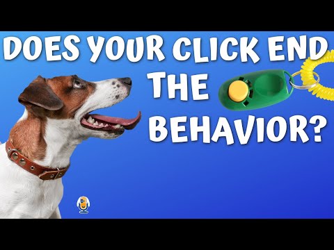 Videó: Kérdezd meg egy kutyavezetőt: Hogyan erősíthetem meg a nyomós kutyát? (Tipp: erősítheti a viselkedést!)