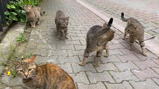 Poor Hungry Cats living on the streets are fighting with each other for food.