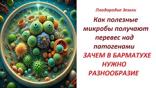 видео: 🔥Как нейтрализуются патогены в почве и в БАРМАТУХЕ🔥 №515/24 картинка: 🔥Как нейтрализуются патогены в почве и в БАРМАТУХЕ🔥 №515/24