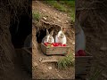 Bunny Babies' Strawberry Party! 🍓 #shorts #cute #pets