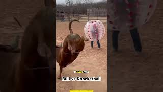 Get in the Ball and Get Attacked by a Bull! #extremesports