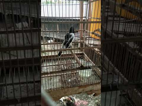 Repeat Suara Ocehan Burung Jagal Papua Gacor Durasi Panjang By