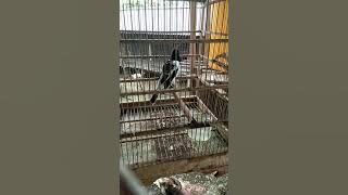 Masteran Burung Full Emosi Burung Jagal Papua dan Cucak Emas