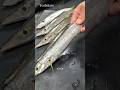 ⚠️45秒でわかる‼️【魳（カマス）】丁寧に愛を持って捌くことは美味しさに比例する🔥#japan #shorts #howto