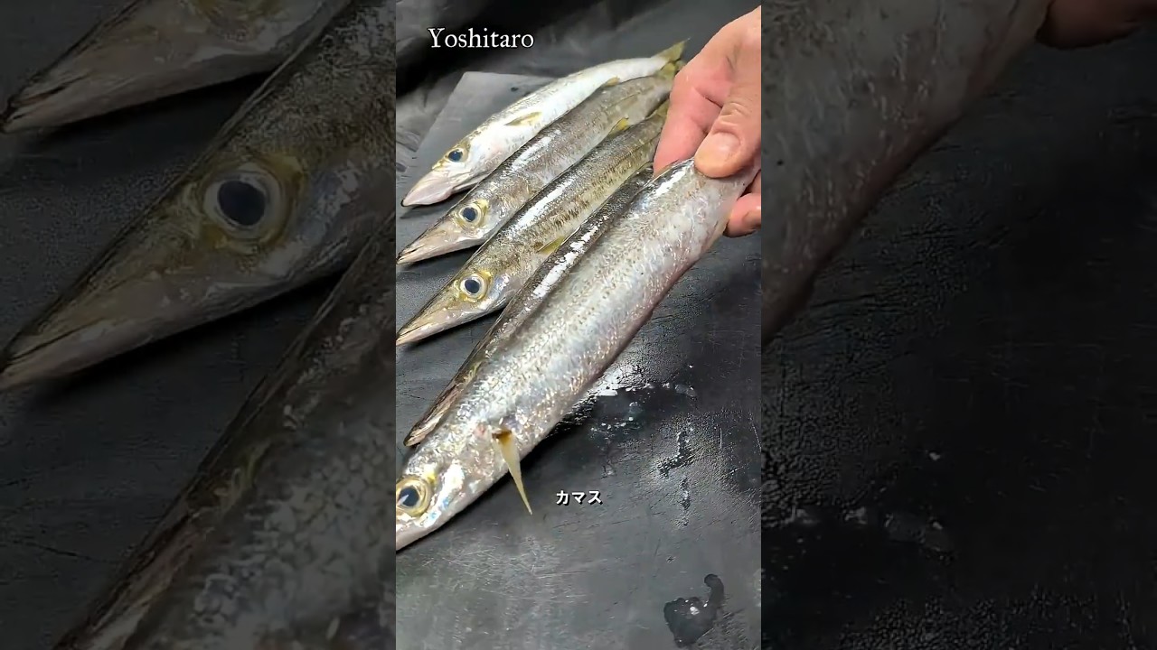 ⚠️45秒でわかる‼️【魳（カマス）】丁寧に愛を持って捌くことは美味しさに比例する🔥#japan #shorts #howto