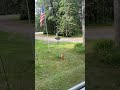 Talented cat catches squirrel.