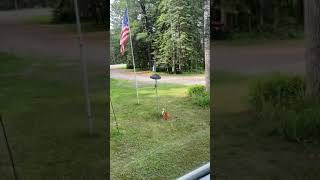 Talented cat catches squirrel.