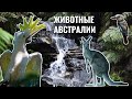 Животные Австралии | Учим животных с детьми | Умняха