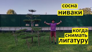 видео: Когда снимать лигатуру с веток сосны ниваки в стиле котобуки. картинка: Когда снимать лигатуру с веток сосны ниваки в стиле котобуки.