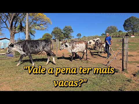 This is WHY WE ARE NOT INCREASING milk production! (The truth about costs)