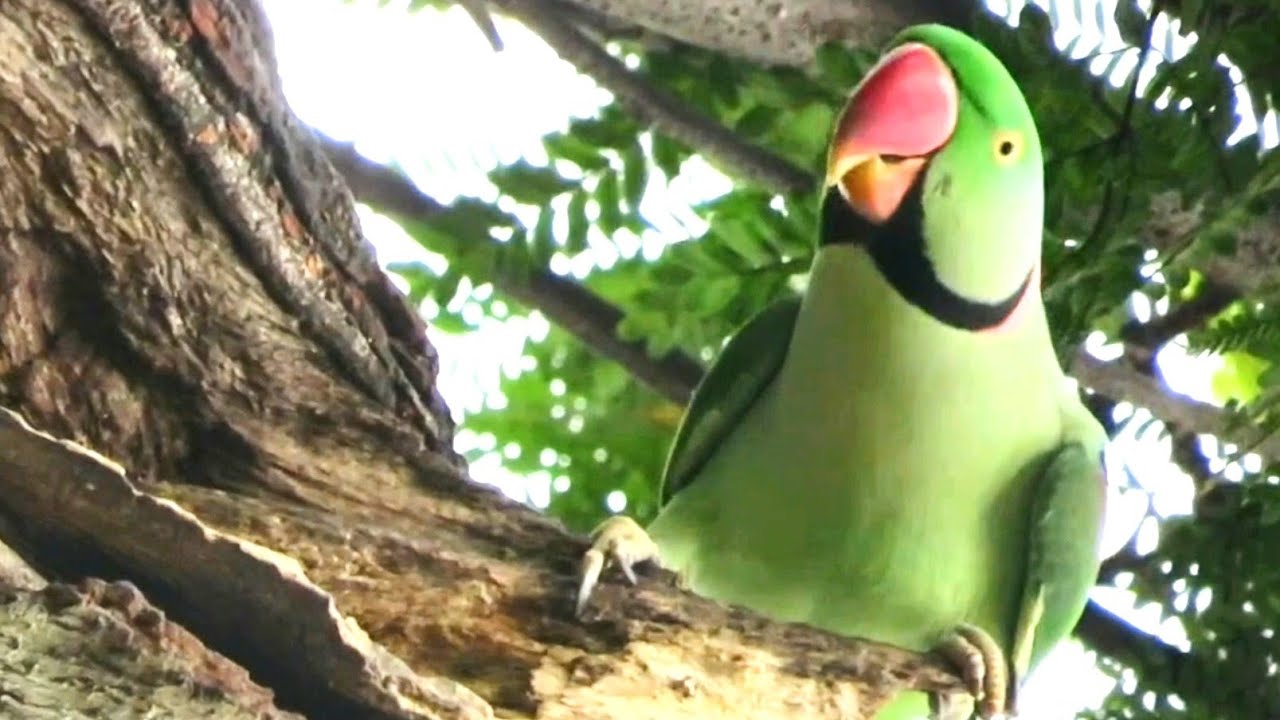 Pahari Tota ki Awaz Pahari Parrot Sound Alexandrine Parrot Voice