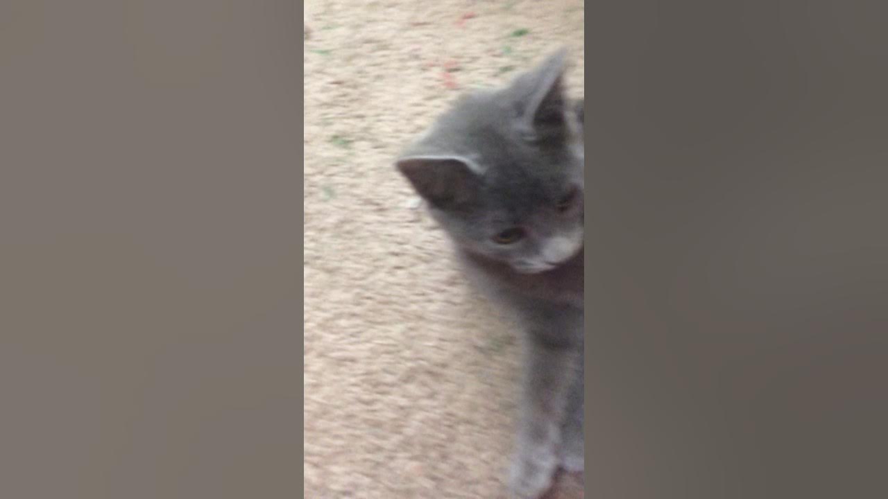 Cabbit the cat and rabbit hybrid REAL MUST WATCH no joke YouTube