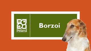 Borzoi Fun Facts by Petland Tulsa 7 views 3 months ago 46 seconds