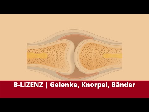 B-LIZENZ | Prüfungsstoff Knorpel, Gelenke & Bänder