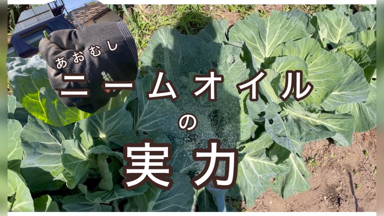 ニームオイルで虫除け！無農薬でキャベツ栽培。#畑セラピスト #畑づくり #無農薬栽培 #無農薬野菜 #ニーム　#ニームオイル