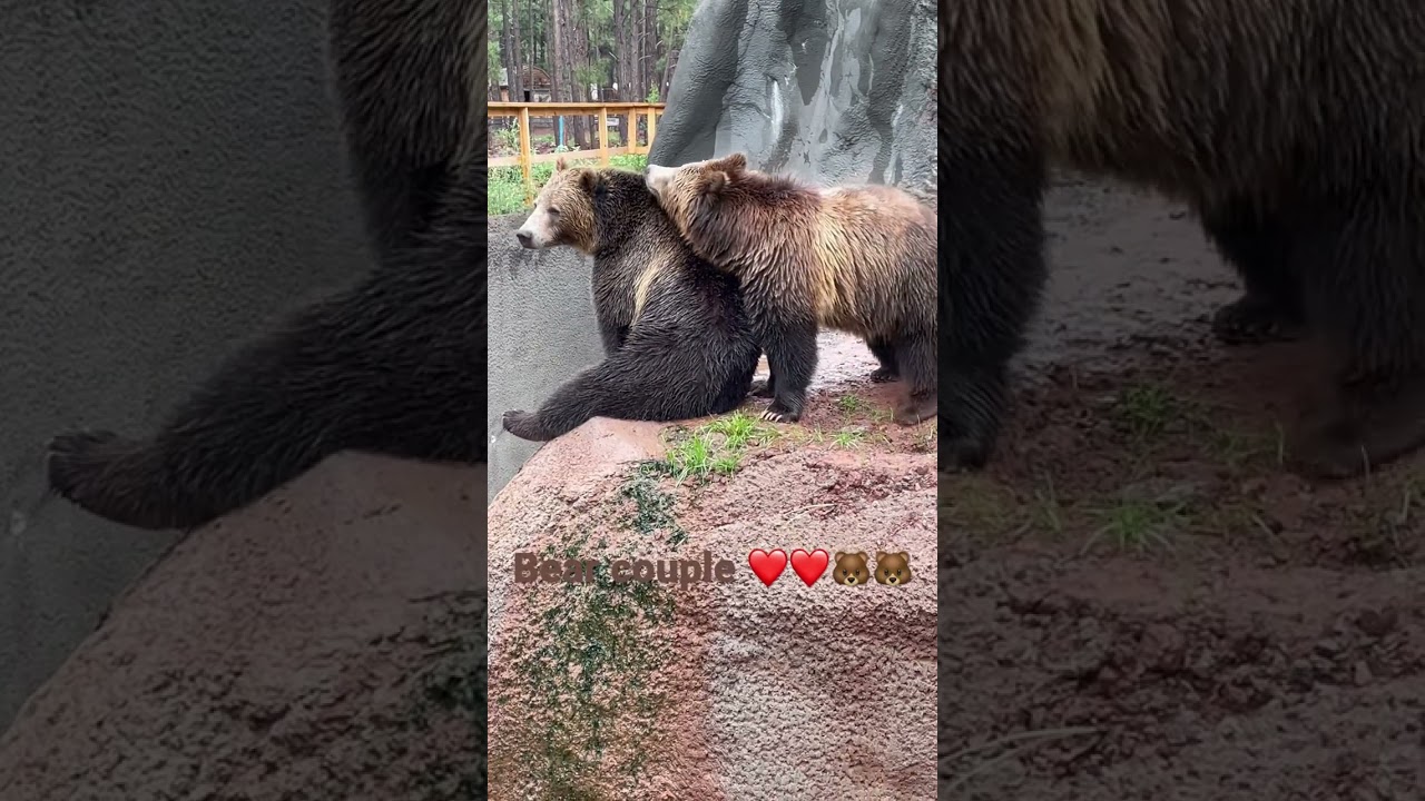 Bear couple 🐻🐻🐻❤️❤️❤️