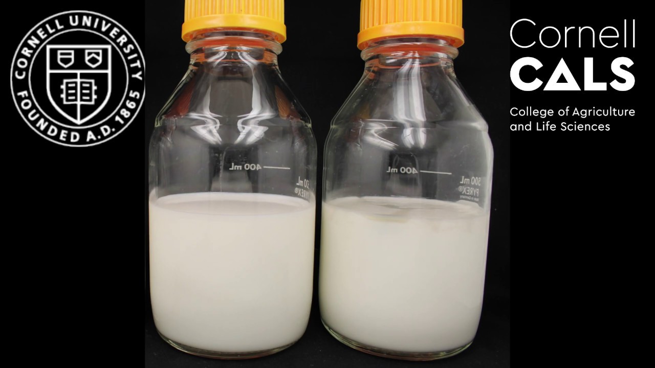 Milk turns blue in timelapse! Incredible bacterial action! YouTube