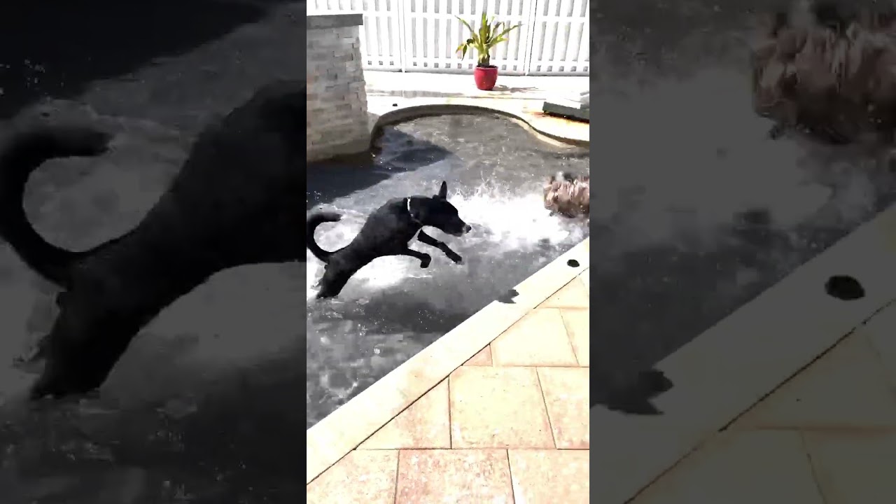 VIP Pets With Benefits