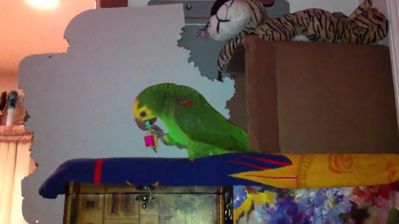video phone beyonce mp3 Ranger playing with toys in his box
