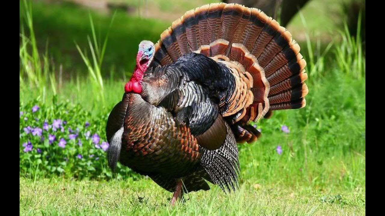 Realistic Turkey sounds YouTube