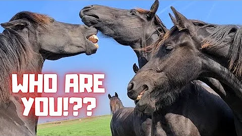 The mares together in the pasture with the young F...