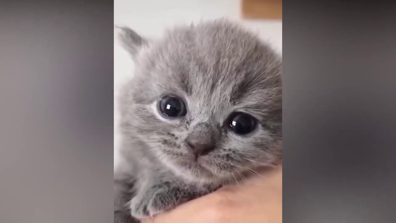 Funny Cute Cats - Cat Videos Compilation 2020 