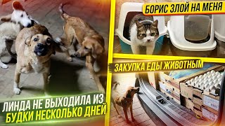 картинка: Проша опять капризничает. Перс на водопаде. Закупка еды животным. Раздача лакомств. Достаю Бориса.