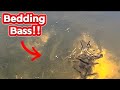 BIG bass on beds!! (Spawn is on!)